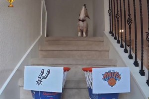 网红柯基”NBA总决赛预测马刺队抢七大战获胜